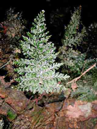 Le Trichomanes est une foug&egrave;re vivace en voie de disparition. 